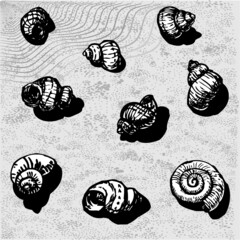 Vector illustration of sea snails.