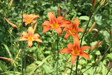 
Bright orange lilies bloom in the garden in summer