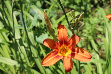 
Bright orange lilies bloom in the garden in summer