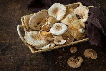 Mushroom Chanterelle over Wooden Background. Forest picking mushrooms Chanterelle in wickered basket. Cooking delicious organic mushroom.