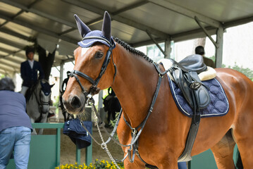 Obraz premium A sorrel mare waits off the track her turn to compete. Side foreground view