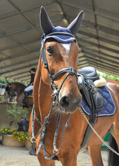 A sorrel mare waits off the track her turn to compete. Front foreground view