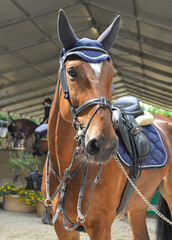 Obraz premium A sorrel mare waits off the track her turn to compete. Front foreground view