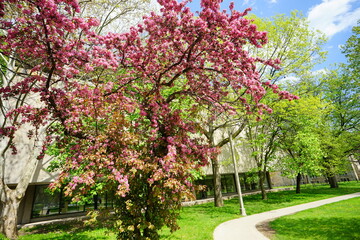 University of Toronto Campus landscape in spring