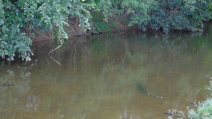 wild duck swimming in the pond