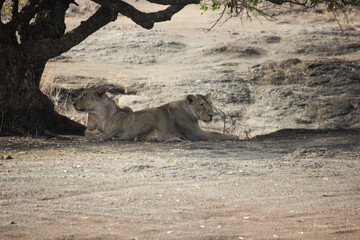 Two asiatic lioness sitting under a tree in summer season in India