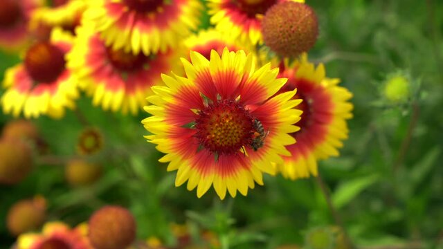 Winged bee slowly flies to the plant, collect nectar for honey on private apiary from flower. Sweet flower in honeyed bee honey. (Gaillardia Pulchella)