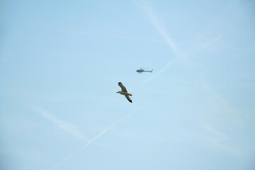 Seagull and helicopter flying in the blue sky