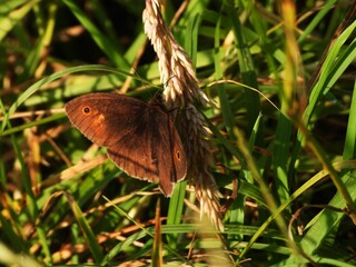 Obraz premium butterfly on the grass