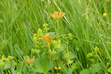 Beautiful natural background in green color with orange accent
