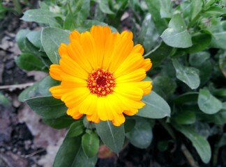 Calendula flower & leaves (Calendula officinalis, pot garden or English marigold) on green background. Calendula plant on summer day with leaf. Closeup medicinal plant kalendula herb for tea or oil