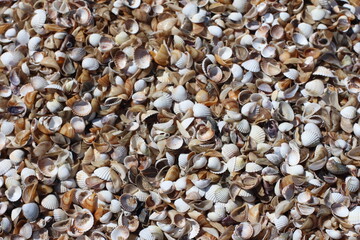 Seashells Background. Seashells in a sand.