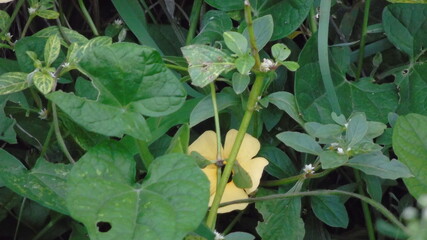green leaves and flowers