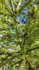 Fototapeta na wymiar pine tree branches