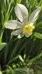 white narcissus flower