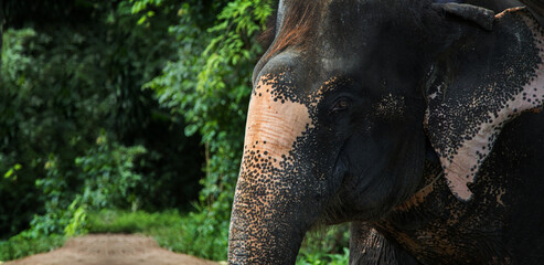 fear eyes elephant  jungle mammal wildlife