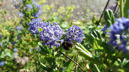 Im Sommer bl&uuml;ht uns was