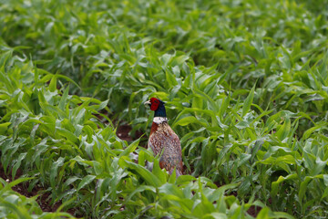 Pheasant in Maize field