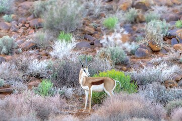 SPRINGBOK (Antidorcas marsupialis) browse  the forbs in a drought ravaged tankwa Karoo, South Africa