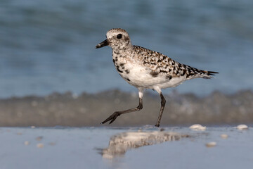 Black bellied Plover searching for food along the surf line