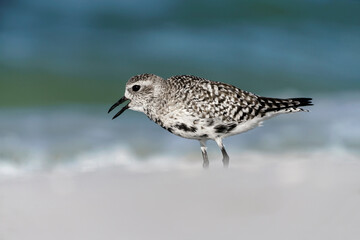 Black bellied Plover searching for food along the surf line