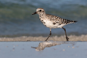 Black bellied Plover searching for food along the surf line