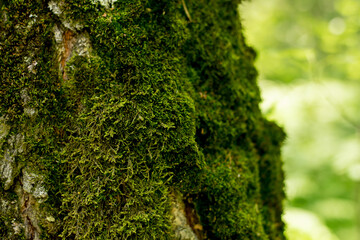 Beautiful green moss on the floor, moss closeup, macro. Beautiful background of moss for wallpaper.