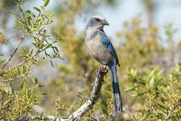 Obraz premium The rare and endemic Florida Scrub Jay
