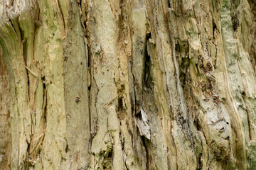Old faded dull pine natural wood background