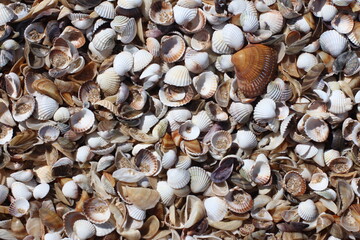 Seashells Background. Seashells in a sand.