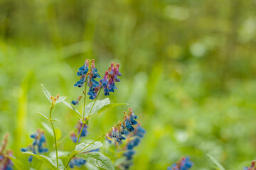 wild blue spring flowers, wildflowers small flowers, blurred abstract background many flowers