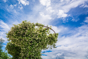 Common (officinale) Jasmine plants in the Garden of South Tyrol, Trentino Alto Adige, northern Italy