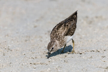 Least Sandpiper searching for food