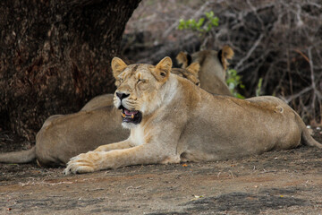 A beautiful queen of forest Asiatic lioness in forest 
