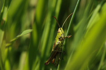 Grasshopper on grass