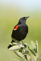 Male Red winged Blackbird displaying