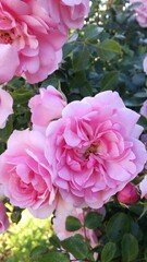 Im Sommer blüht uns was