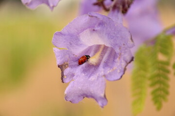 ladybird on a flower