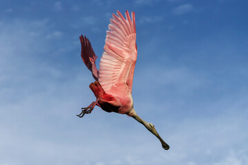 Roseate Spoonbill take off launch