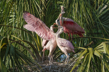 Roseate Spoonbill family at nest site - chicks begging for food