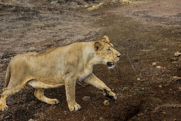 A beautiful queen of forest Asiatic lioness in forest 