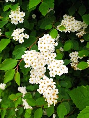 white meadowsweet