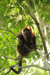 Alouatta