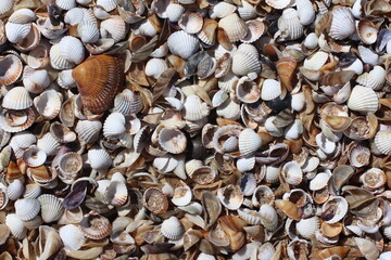 Seashells Background. Seashells in a sand.