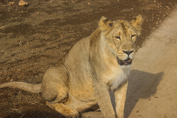 A beautiful queen of forest Asiatic lioness in forest 