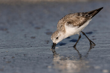 Sanderling SEARCHING FOR FOOD