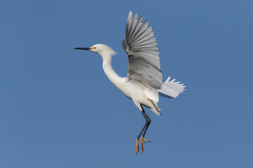 Snowy Egret COMING IN TO LAND
