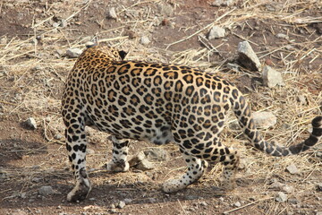 Fototapeta na wymiar Beautiful design of skin of leopard in dry forest 