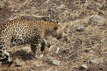 Beautiful design of skin of leopard in dry forest 