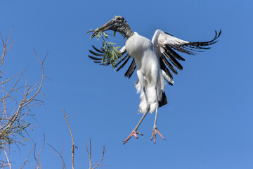 Wood Stork in flight with nesting material coming in to lAND AT NEST SITE